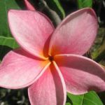  - Plumeria