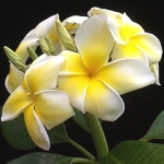  - Plumeria