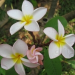  - Plumeria