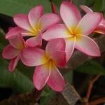  - Plumeria