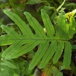  - Polypodium