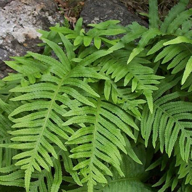  () - Polypodium