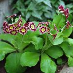  - Primula 