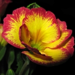 Примула - Primula