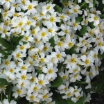 Примула - Primula