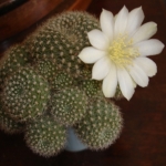  - Rebutia