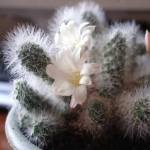  - Rebutia
