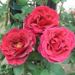 Роза - Rose 