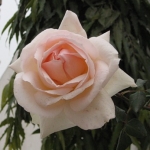 Роза - Rose 