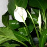  - Spathiphyllum