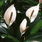 Спатифиллум - Spathiphyllum