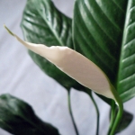 Спатифиллум - Spathiphyllum