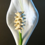 Спатифиллум - Spathiphyllum