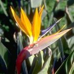  - Strelitzia