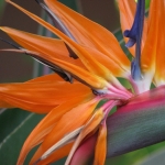  - Strelitzia