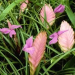  - Tillandsia
