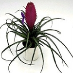  - Tillandsia