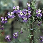 Настурция - Tropaeolum