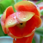 Тюльпан - Tulipa
