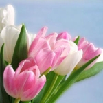 Тюльпан - Tulipa