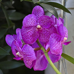 Ванда - Vanda