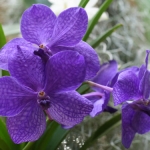 Ванда - Vanda