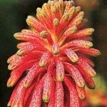 Вельтгеймия - Veltheimia