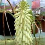 Вельтгеймия - Veltheimia