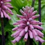 Вельтгеймия - Veltheimia