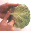 Отделите наружные листья от кочана, при необходимости срежьте у них выпуклости ребер и опустите на 2 мин в кипящую воду. 