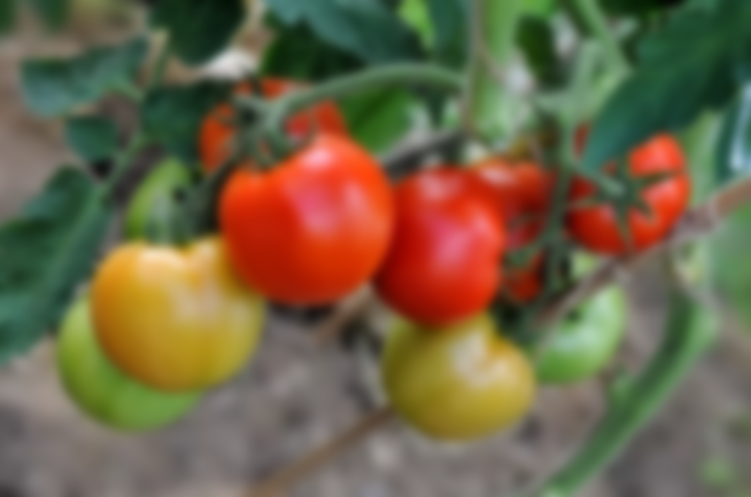 Самоопыляемые семена томатов хирита тамиана семена