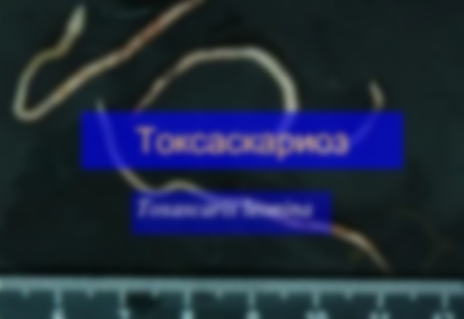 Анкилостома У Кошек Фото Анкилостома У Кошек Фото