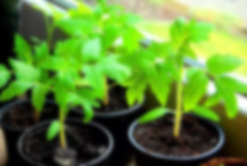 Как выращивать семена помидор в домашних условиях?