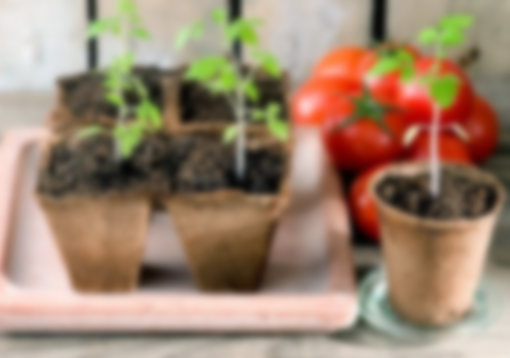 Как выращивать семена помидор в домашних условиях?