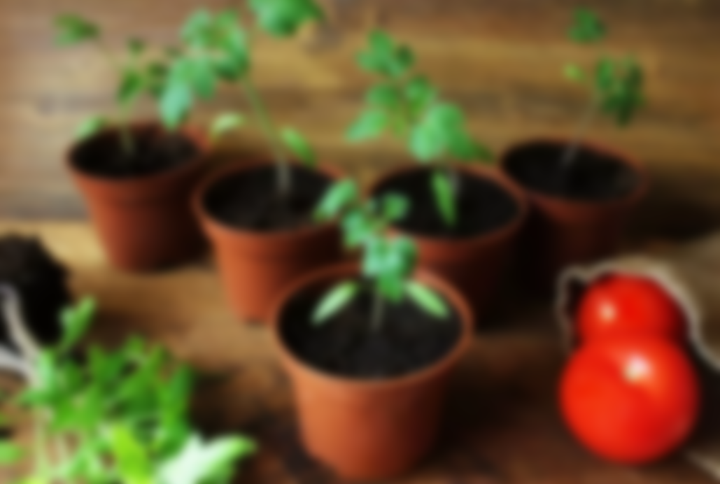 В чем выращивать рассаду в домашних условиях