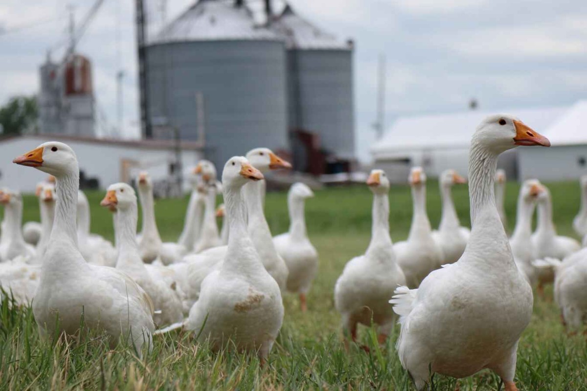 Изображения сгенерированы при помощи нейросети Midjourney