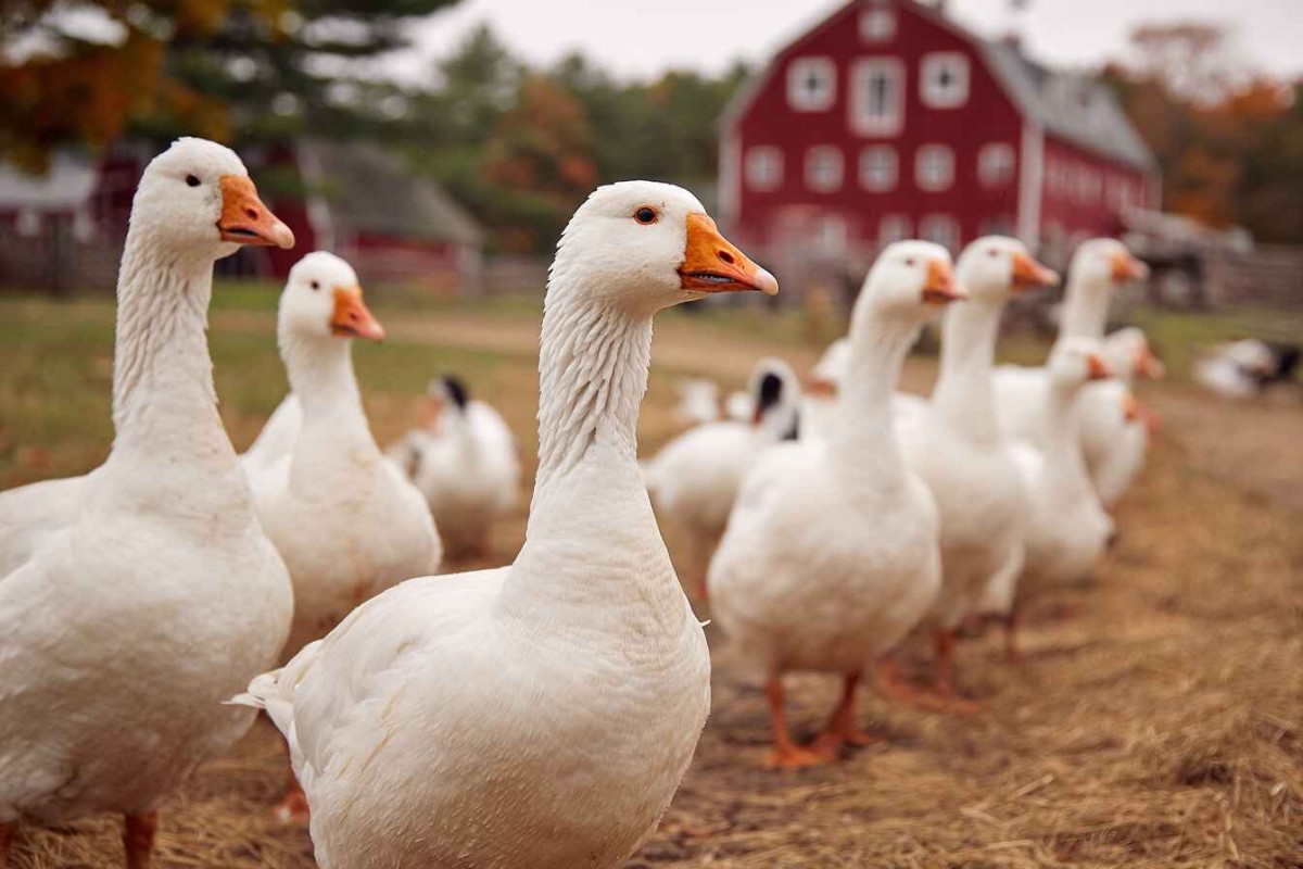 Изображения сгенерированы при помощи нейросети Midjourney