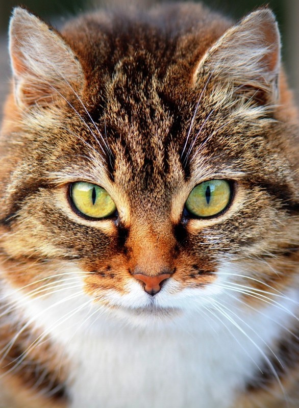 Фото: Pixabay.com