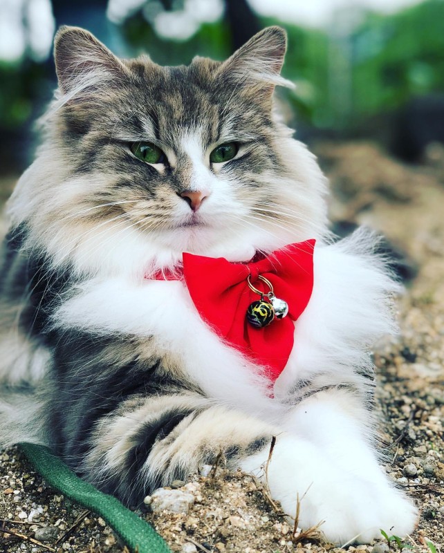 Фото: соцсети / @miya_forest_cat