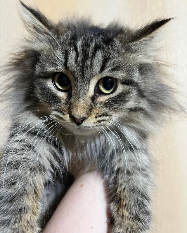 Фото: соцсети / @sodrugestvo_ruki_i_lapi