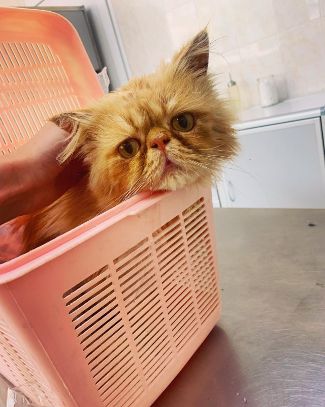 Фото: соцсети / @dashafip1511