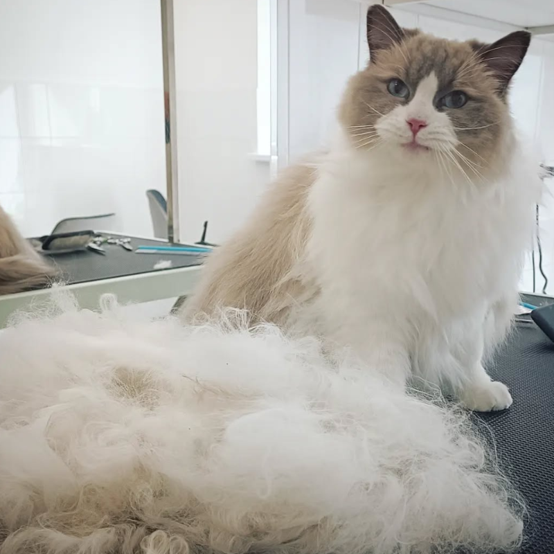 Фото: соцсети / @vikigroom