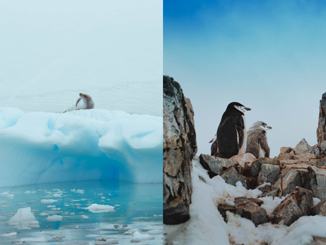 Фото: Telergam / @GALICH_onok