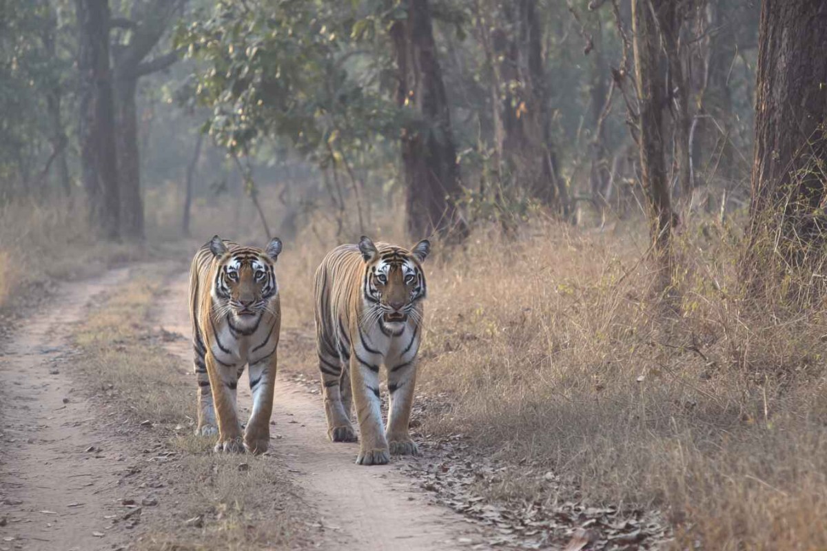 Изображение сгенерировано при помощи нейросети Midjourney