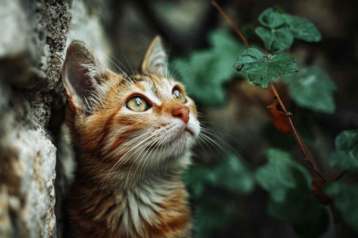 Изображения сгенерированы при помощи нейросети Midjourney