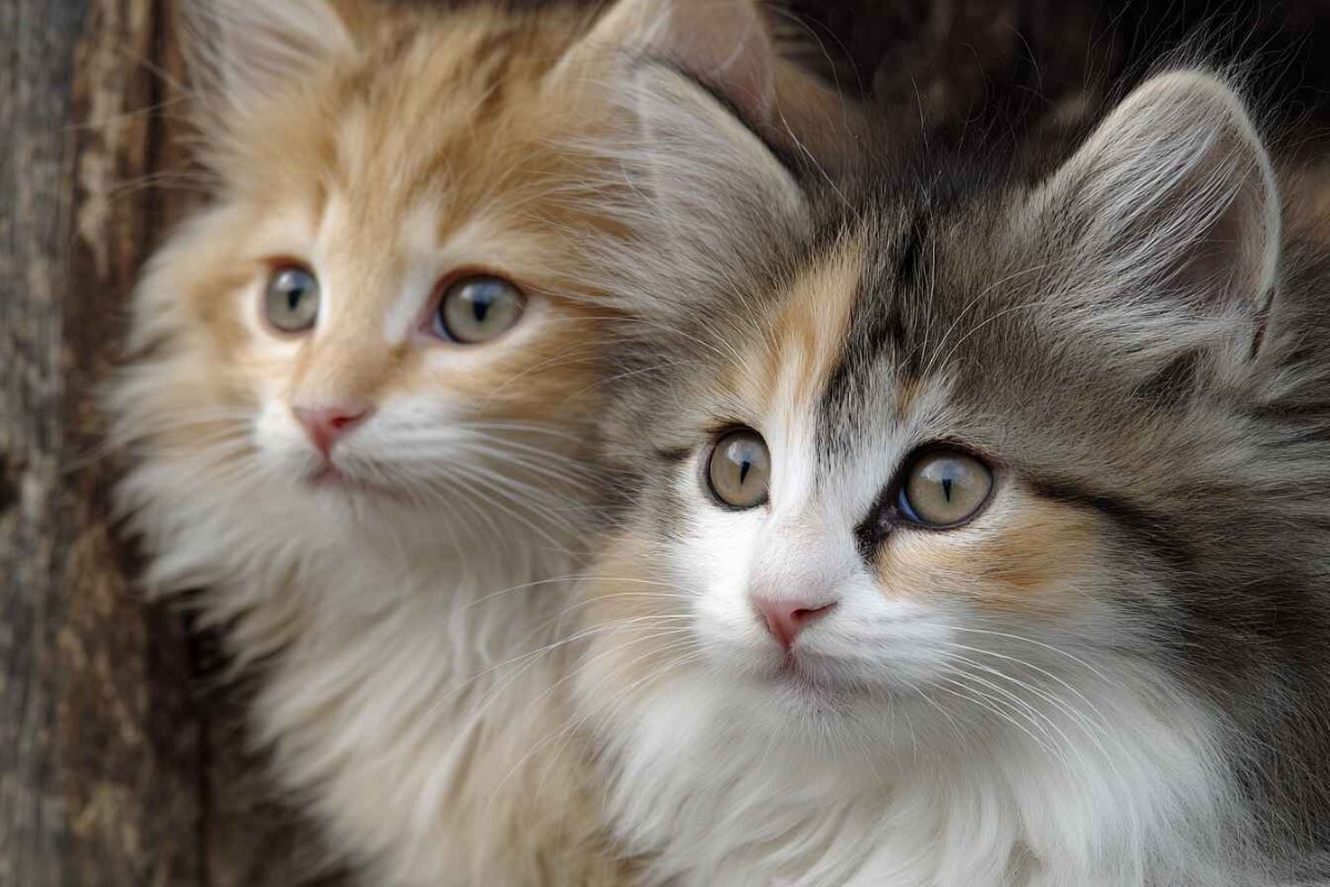 Изображения сгенерированы при помощи нейросети Midjourney