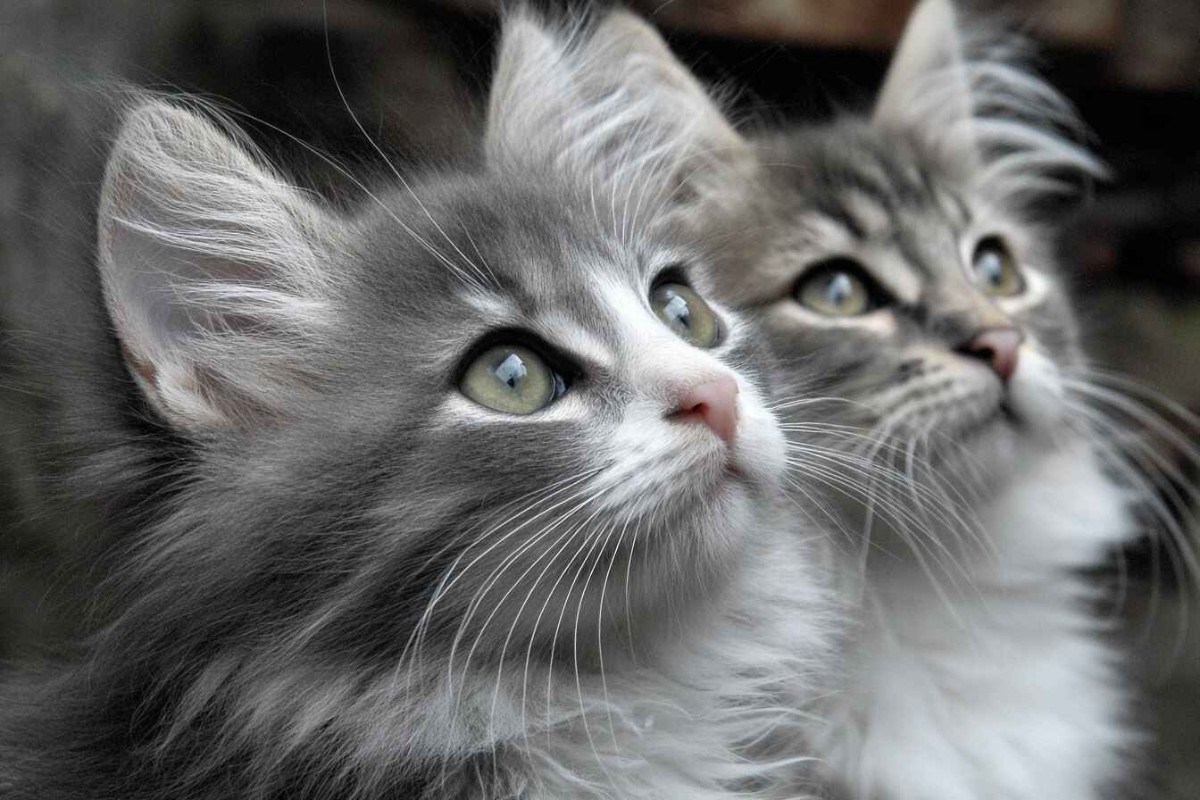 Изображения сгенерированы при помощи нейросети Midjourney