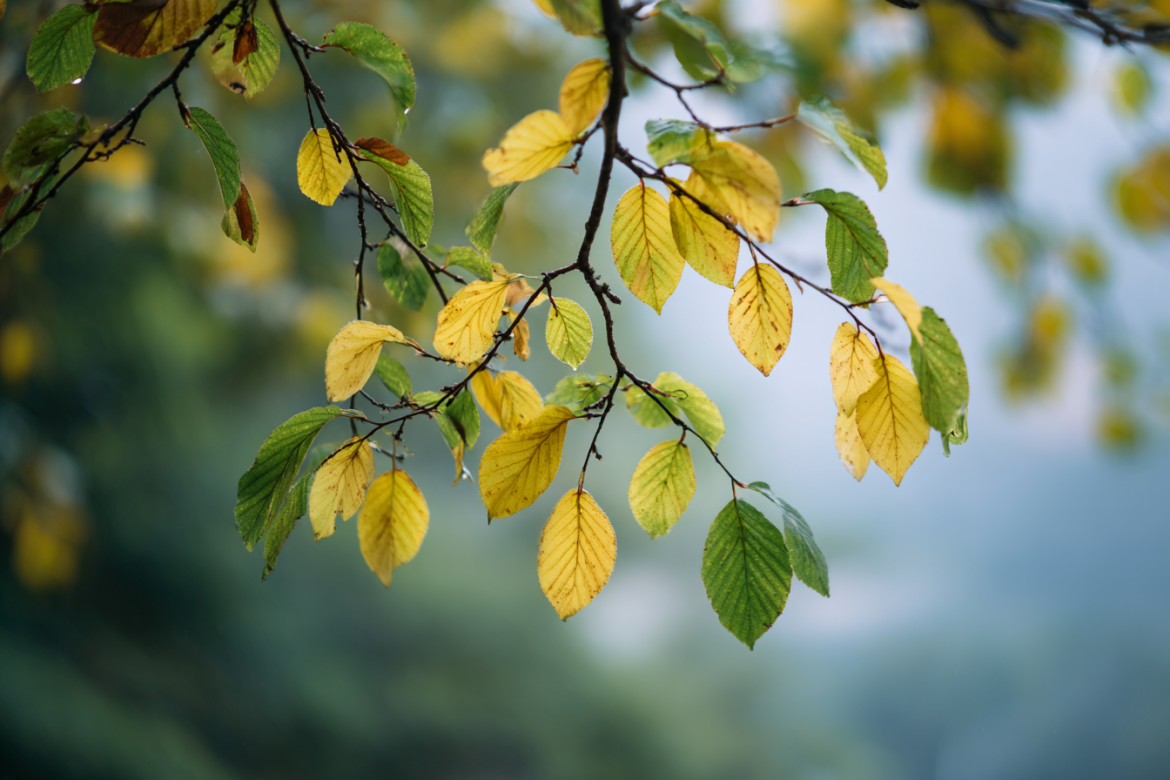 Изображение сгенерировано при помощи нейросети Midjourney