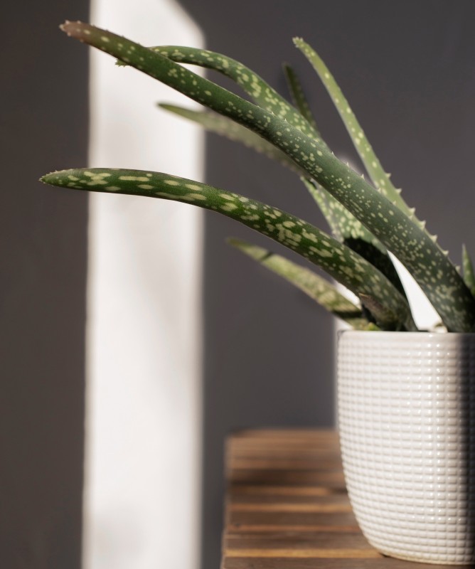 Фото: freepik.com