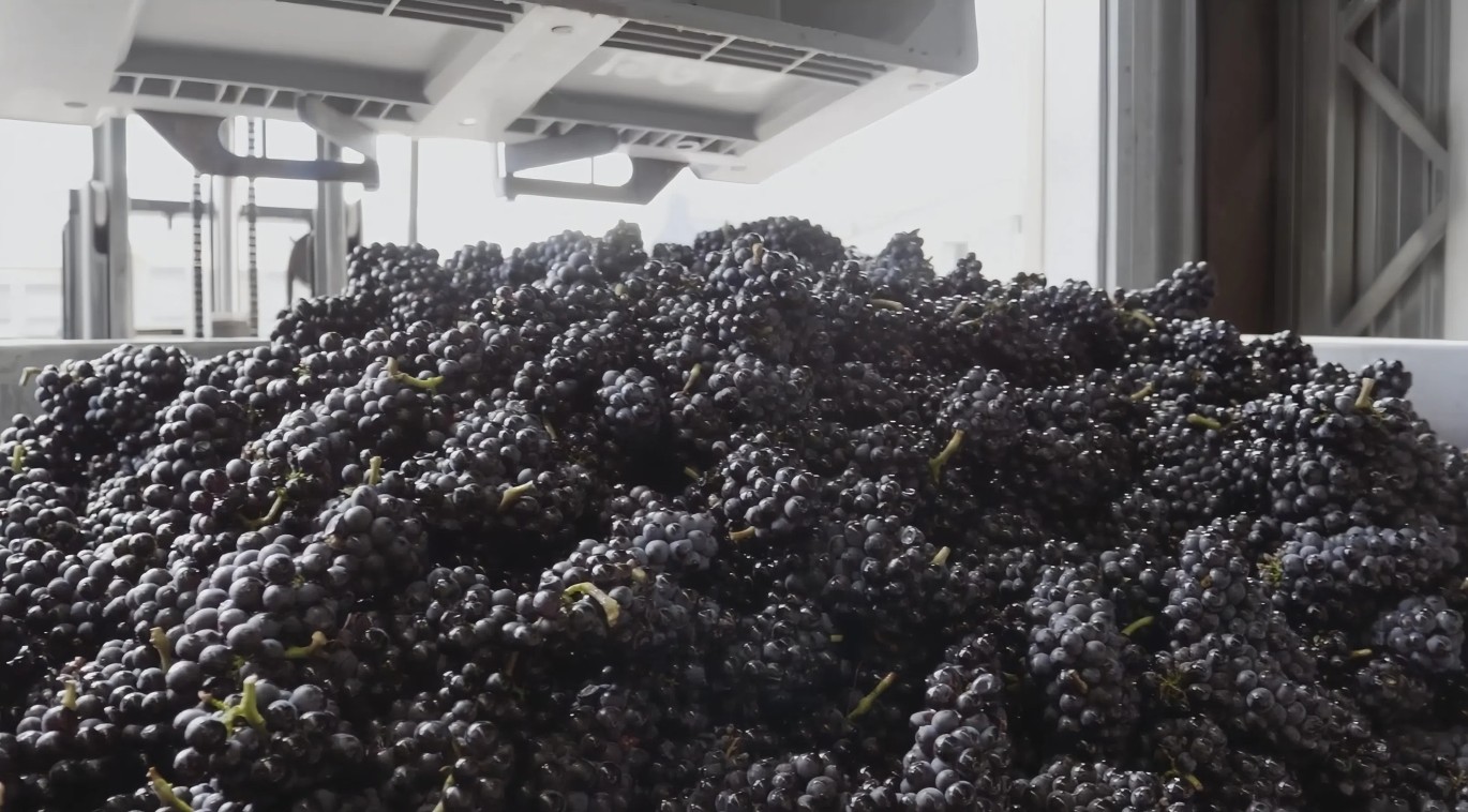 Фото: YouTube / @nzwinegrowers